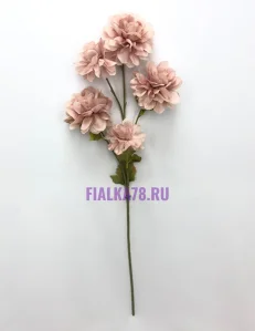 81 (34)