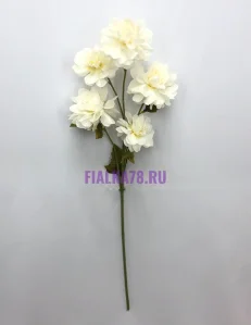 81 (36)