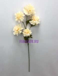 81 (37)