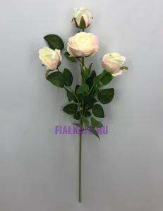81 (44)