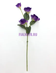 81 (59)