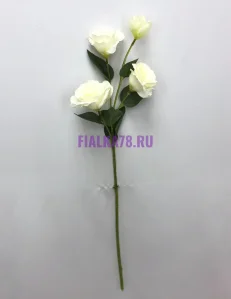 81 (60)