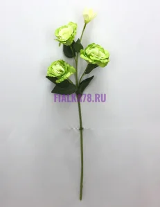81 (61)