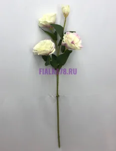 81 (62)